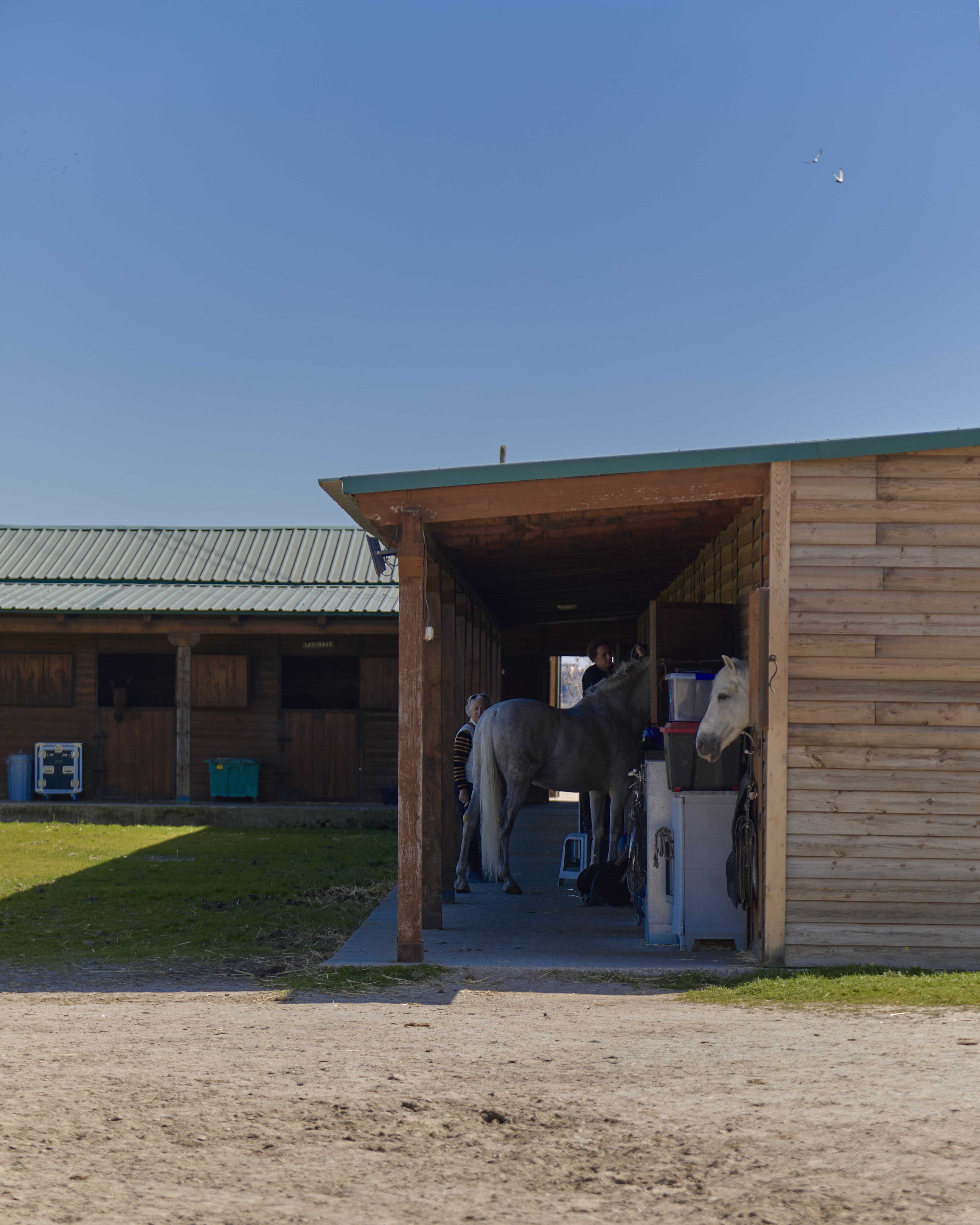 Caballo en la cuadra